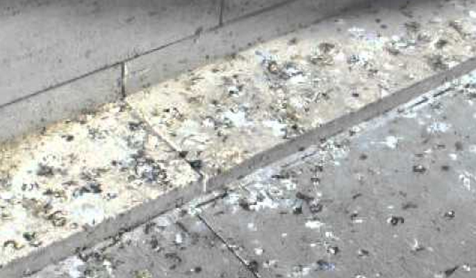 Greater Manchester Bird Droppings