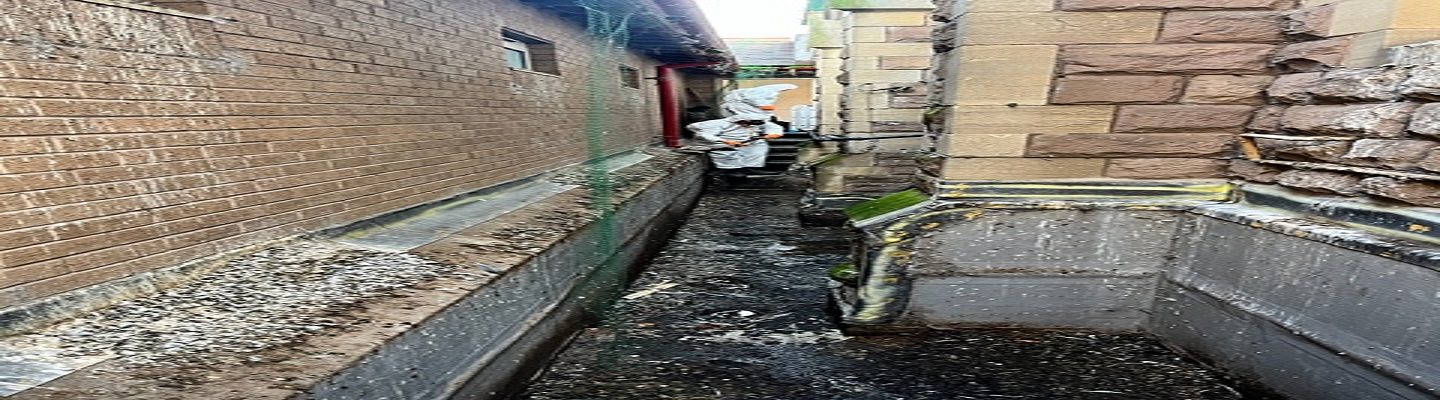 Hackney Pigeon Droppings Cleaning